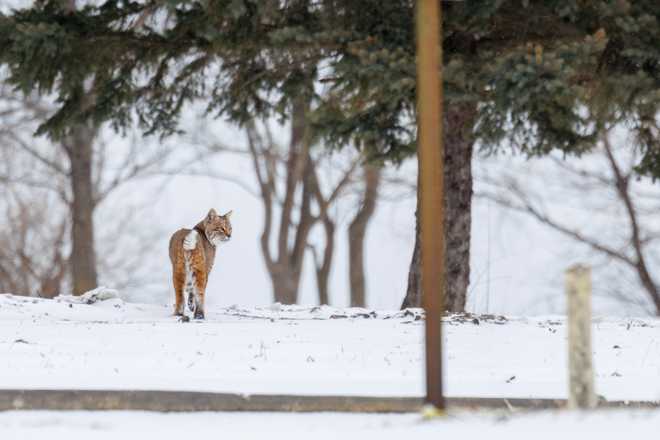 Comet the bobcat, photographed in Grundy County by Ben Neff