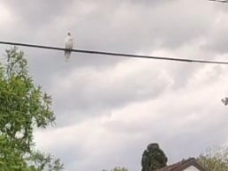 Object moving through sky - Melbourne, Vic, Australia
