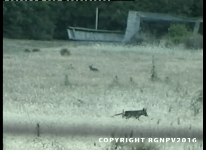 In 2008 a Tasmanian Tiger was recorded in Australia despite being declared extinct in 1936