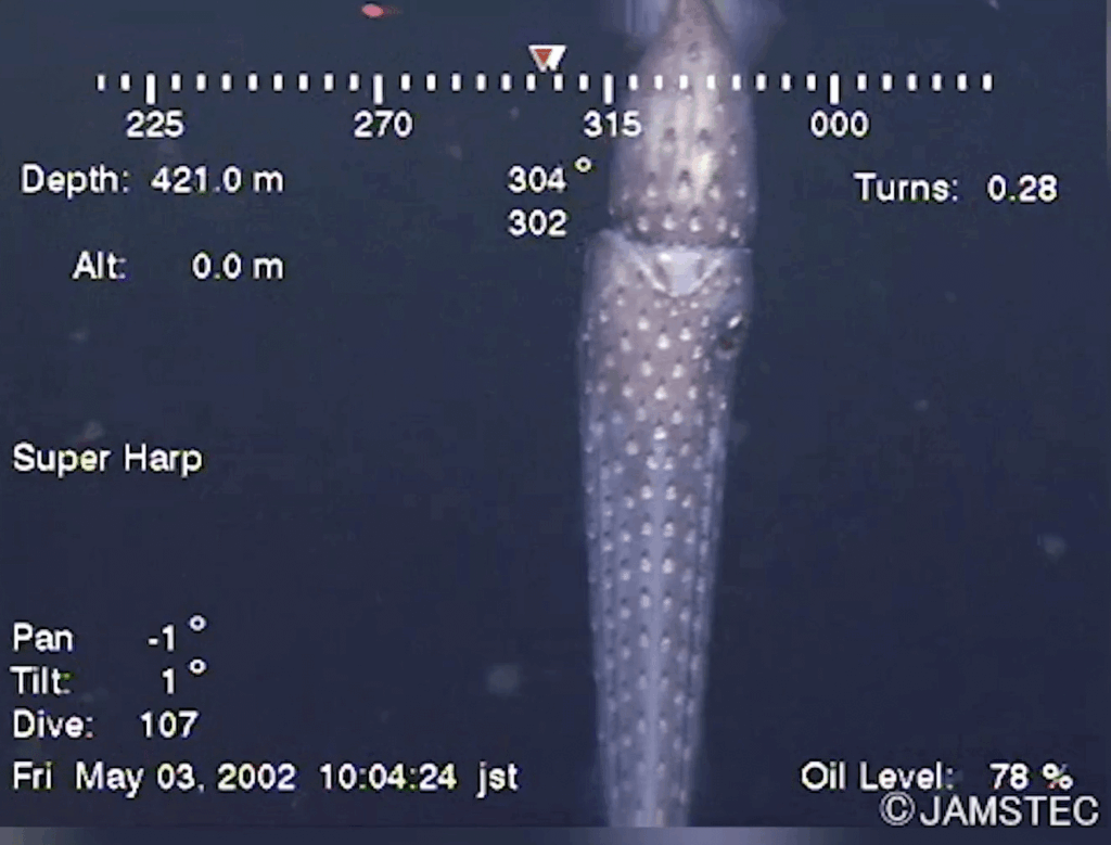 In 2002 an underwater drone accidentally captured an unknown creature in the background as it was filming a squid