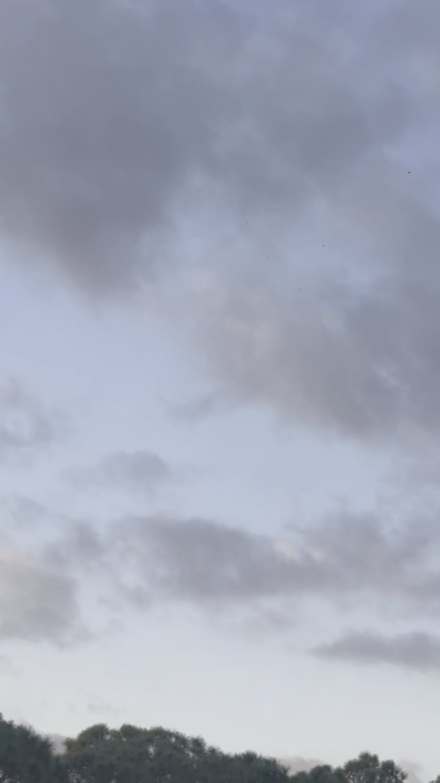 Saw these in FL! Ballon’s or Orbs? The formation is odd to me