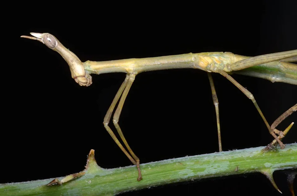 Pseudoproscopia latirostris (the horsehead grasshopper), a species of stick grasshopper of the family Proscopiidae.