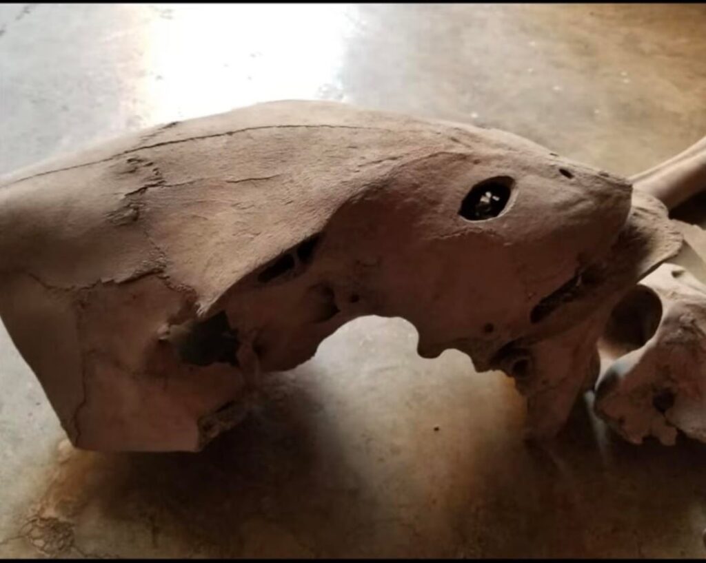 Reptilian skeletons found under a church from the 1600’s. NASA’s JPL contracted TW Mock to dig it out for them. Reptilian skeletons found under a church from the 1600’s. NASA’s JPL contracted TW Mock to dig it out for them.