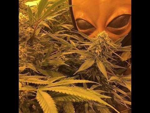 E.T's + wars = strategic command centers