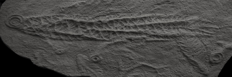 Memorial University - Digging up history: What do a fossil, a comet and Beothuk history have in common?