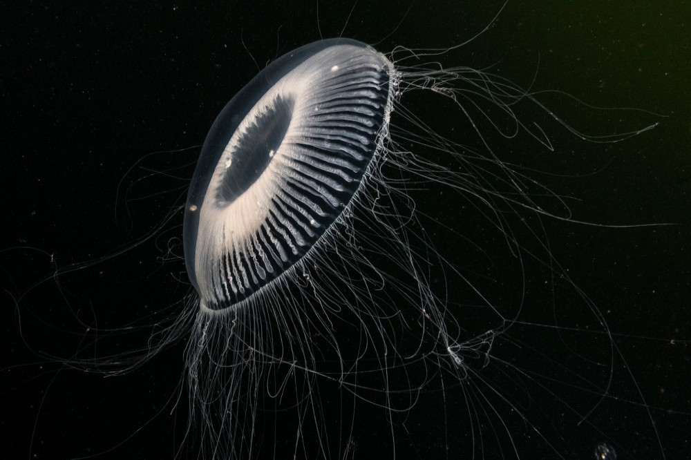 Bizarre 'jellyfish' UFO reportedly hovered over Russian city