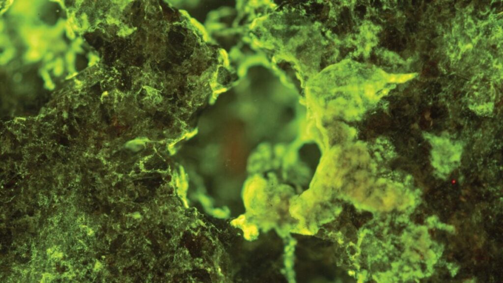 ISS Experiment Reveals the Secret Ingredient for Asteroid Mining: Microbes