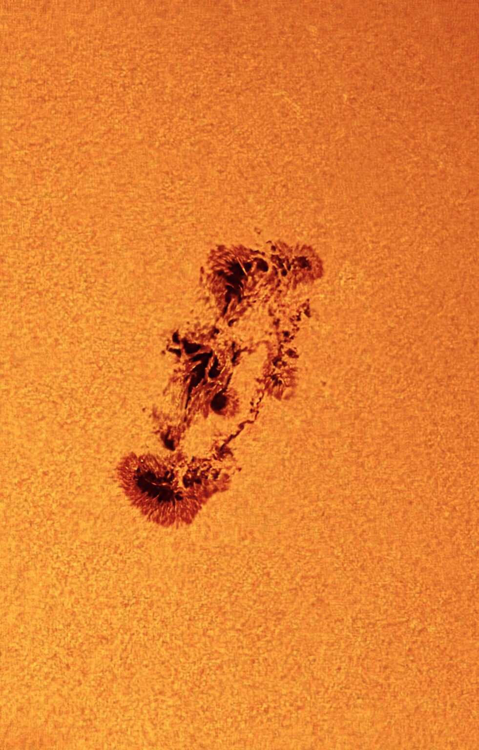 The Monster Behind all the Flares Recently - AR 4366 Captured With my Telescope.