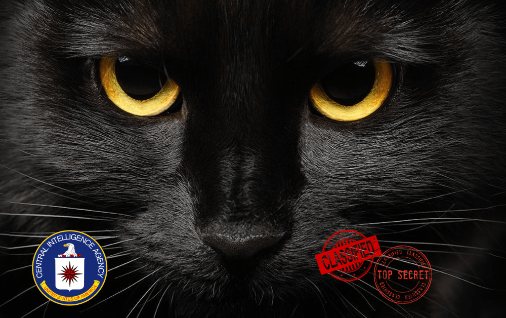 The CIA Once Weaponized Cats, Condoms & Ghosts…. and It Went Horribly Wrong.