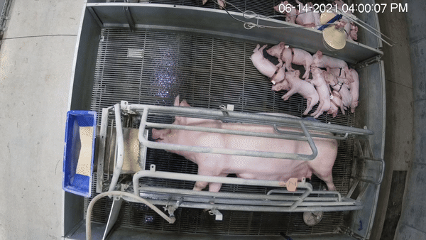 How would we explain factory farming to aliens?