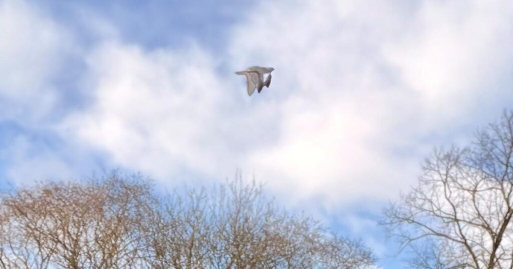 Bird, plastic bag or UFO? Mystery object in Yorkshire debate