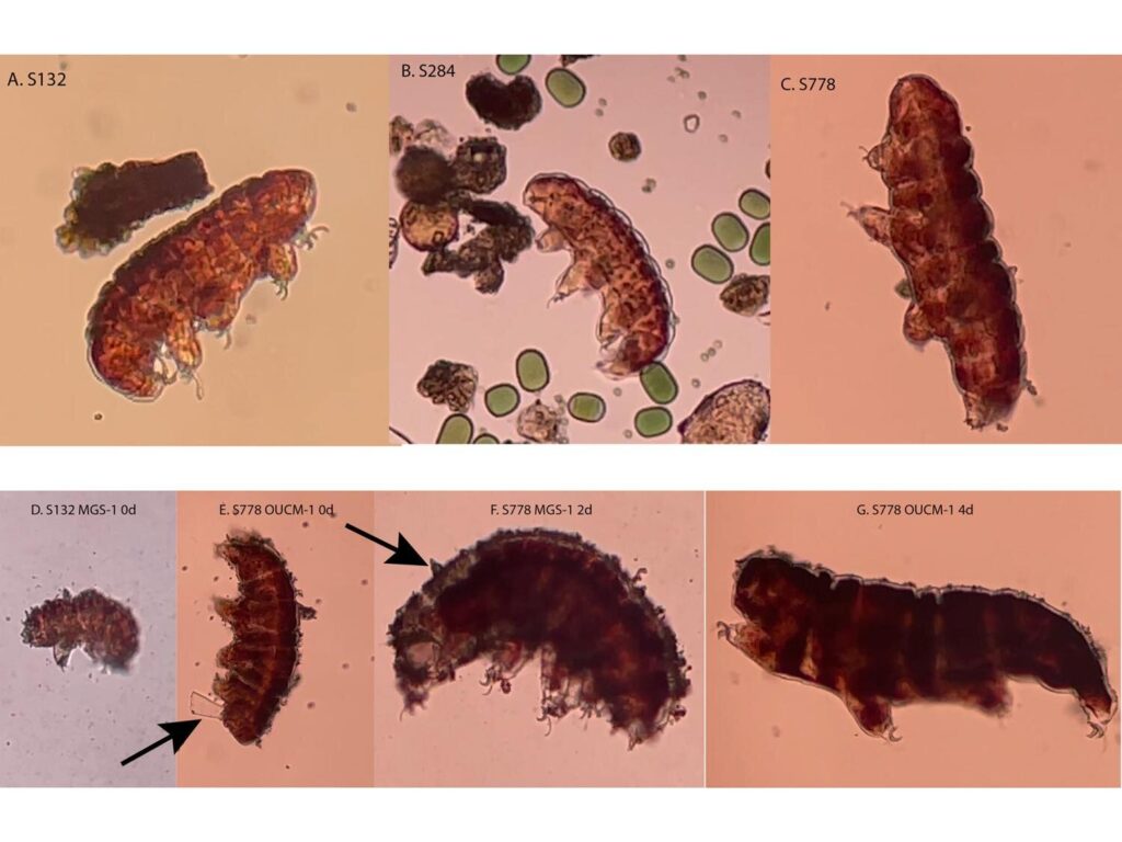 Can Martian soil block Earth microbes? Tardigrades provide clues