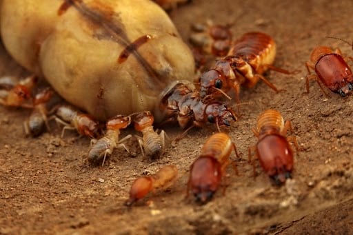 a large termite queen is surrounded by smaller termites on a sandy floor