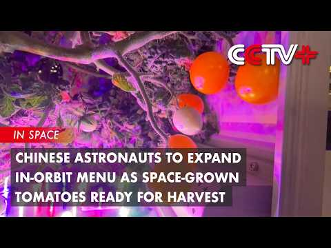 Chinese Space Station Astronauts Harvest Space Tomatoes Chinese Space Station Astronauts Harvest Space Tomatoes