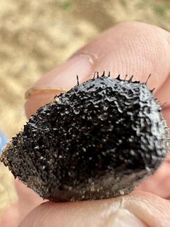 Meteorite hunter's discovery