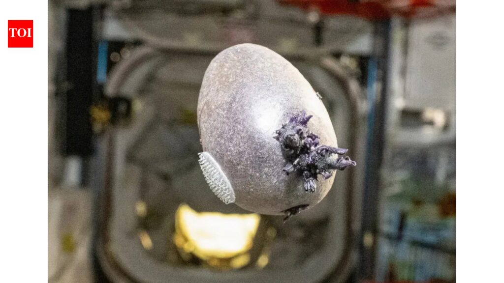 ‘Alien egg’: NASA astronaut grows purple potato on ISS, internet goes wild