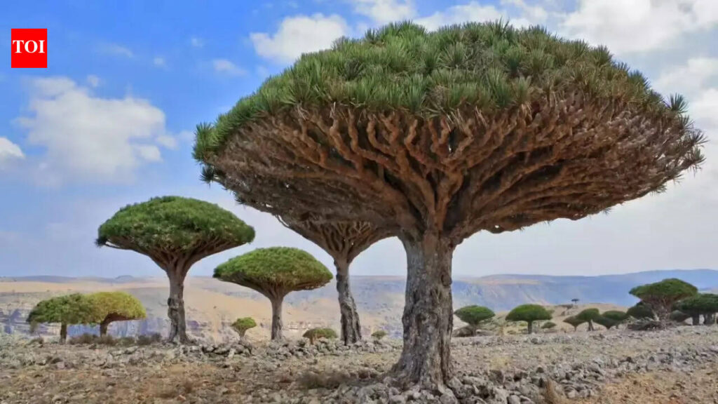 Socotra: Why this Yemeni island is called the most alien place on Earth | World News Socotra: Why this Yemeni island is called the most alien place on Earth