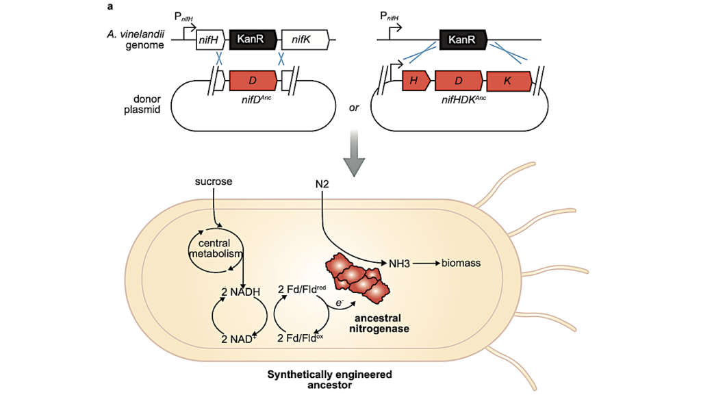 Resurrecting Ancient Enzymes in NASA’s Search For Life Beyond Earth Resurrecting Ancient Enzymes in NASA’s Search For Life Beyond Earth