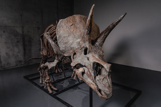 The triceratops skeleton 