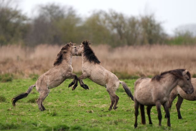 Konik ponies sparring as the foaling season begins at the National Trust’s Wicken Fen nature reserve in Cambridgeshire