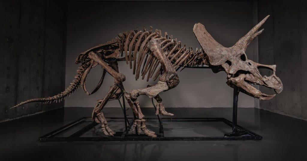 Triceratops skeleton up for auction as dinosaur market soars Triceratops skeleton up for auction as dinosaur market soars