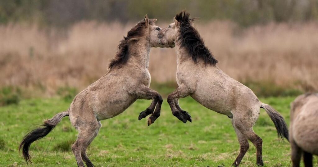 Stallions engage in horse play during nature reserve sparring