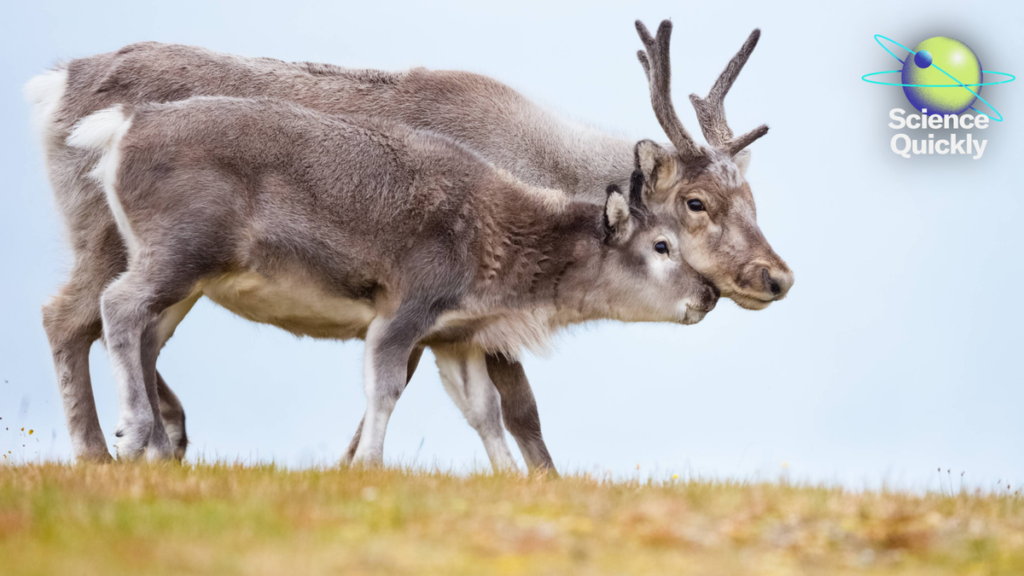 Women’s heart health, Artemis update, female reindeer antlers mystery Women’s heart health, Artemis update, female reindeer antlers mystery