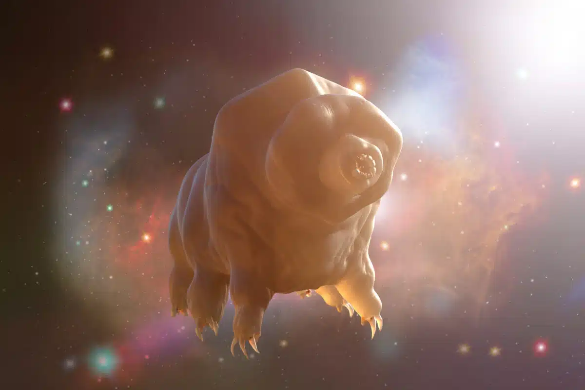 Tardigrada,in,space,3d,render