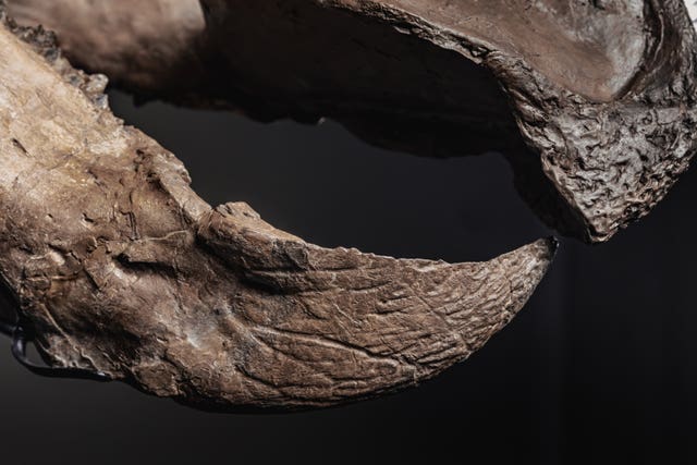 The triceratops skeleton 