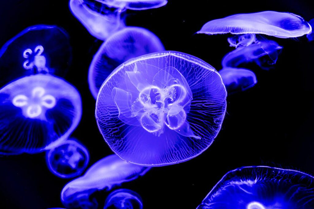 NASA sends thousands of jellyfish to study effects of space travel on human biology.