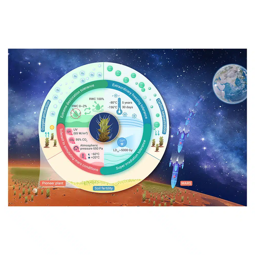 Diagram Illustrating The Tolerance Of Syntrichia Caninervis To Extreme Dehydration, Freezing, And Radiation Under Simulated Martian Conditions.