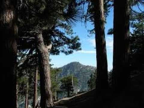 The McCasland–Reza) Mystery: Two Disappearances, One Shadow Network.