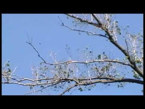 Bizzare morphing UFO