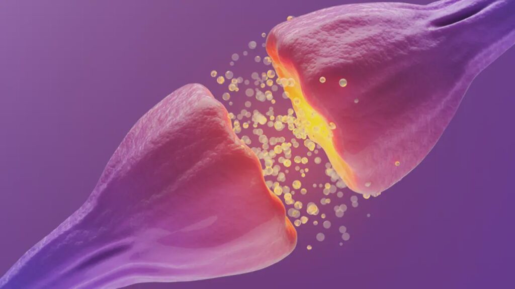 Studies on animal minds show consciousness is not computation, argues Peter Godfrey-Smith