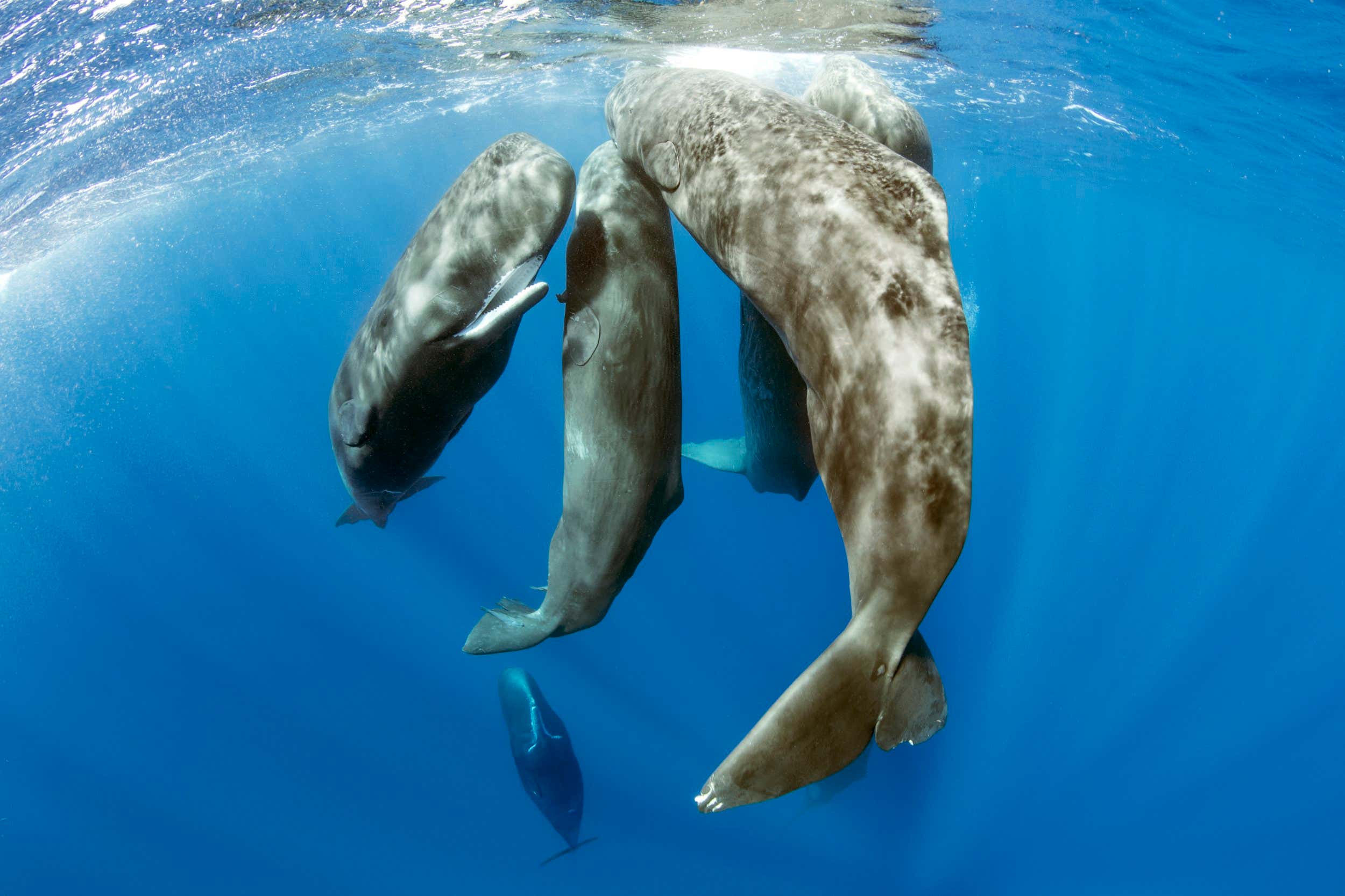 Pod of sperm whale socializing