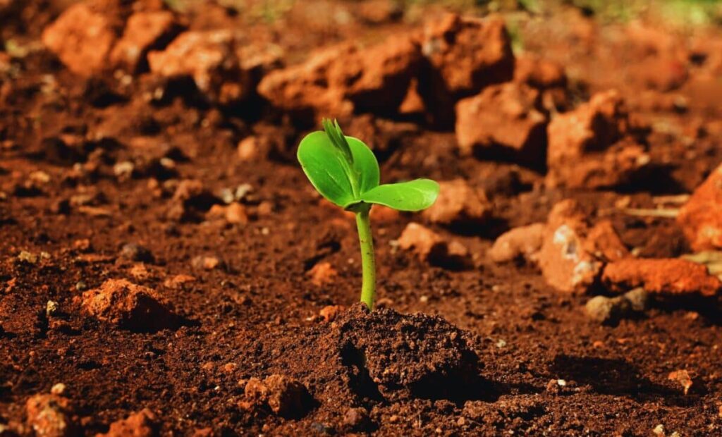 Scientists Have Found a Plant That Can Lose 98% of Its Water and Still Grow on Mars Scientists Have Identified A Plant That Can Lose 98% Of Its Water And Still Grow On Mars