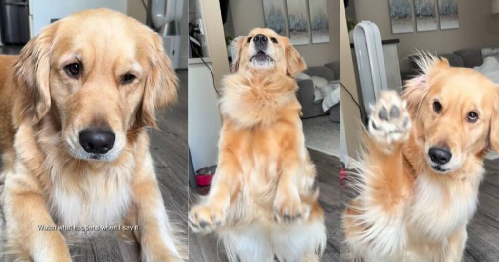 Video: Golden Retriever Reacts When Told She's Going to Grandma's