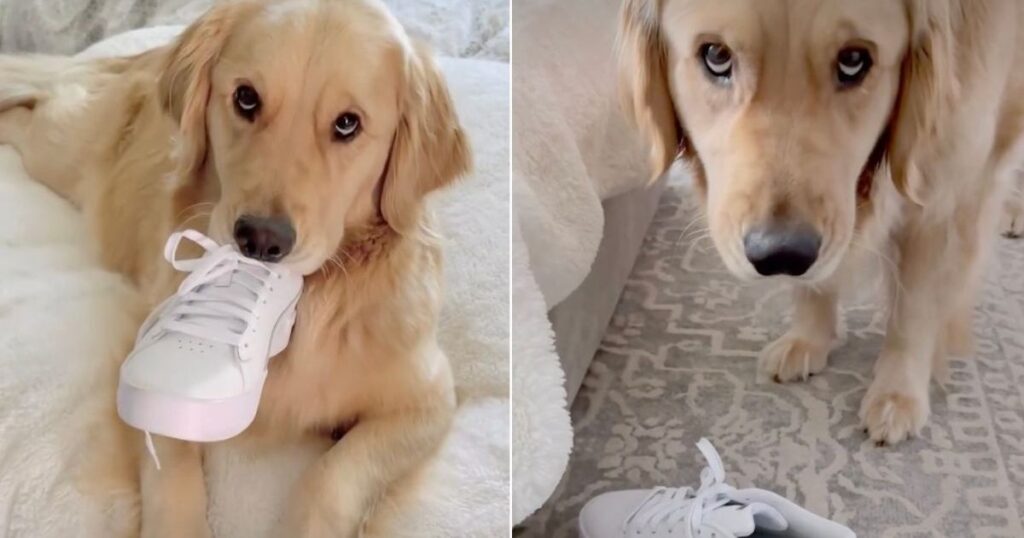 Video: Golden Retriever Gets Caught Stealing Mom’s New Shoe Video: Golden Retriever Gets Caught Stealing Mom’s New Shoe