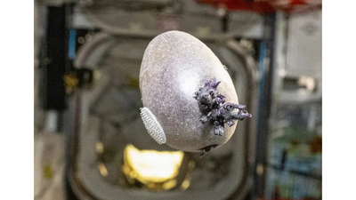 ‘Alien egg’: NASA astronaut grows purple potato on ISS, internet goes wild