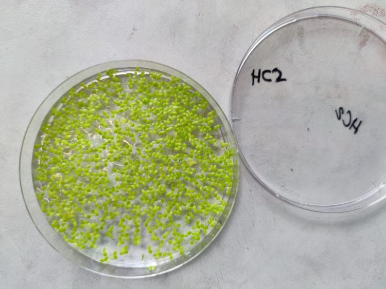 Mars Plant Growth from Cyanobacteria-Based Fertilizer Image of the duckweed grown using cyanobacteria for this study. (Credit: Tiago Ramalho)