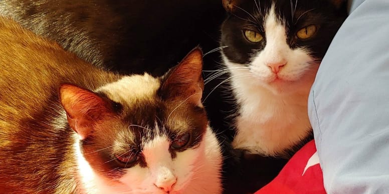 This cat's 'alien' eyes are a first for shelter staff, who say she's one of a kind