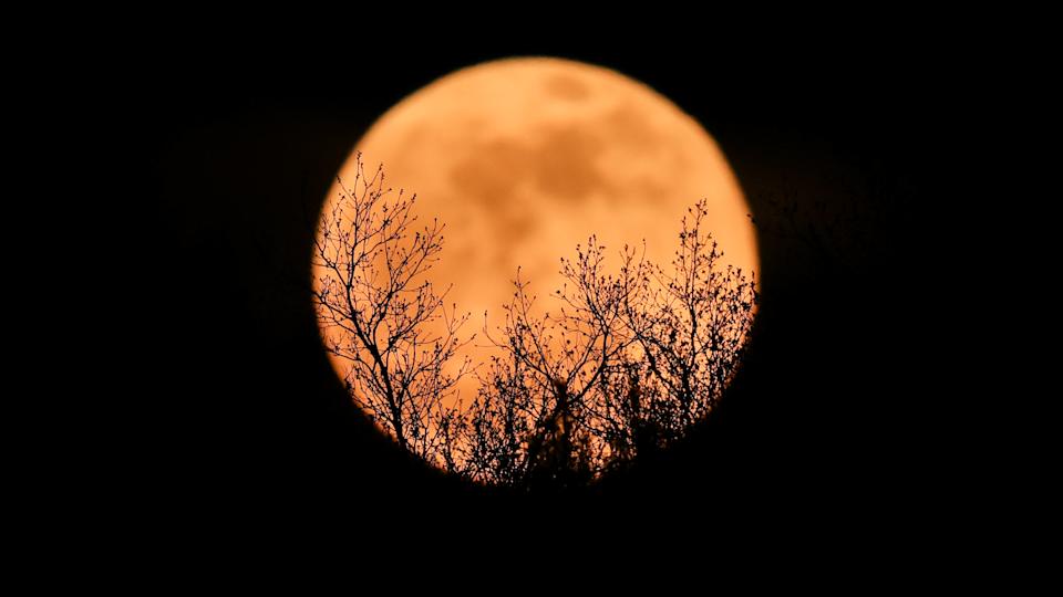 Silhouette of plants against sky during sunset, Rhode Island, United States, USA 