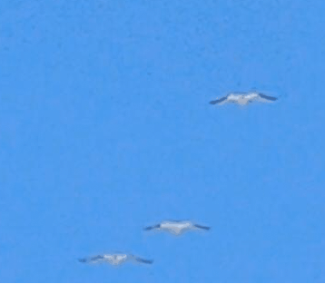 the watchinum stabilized