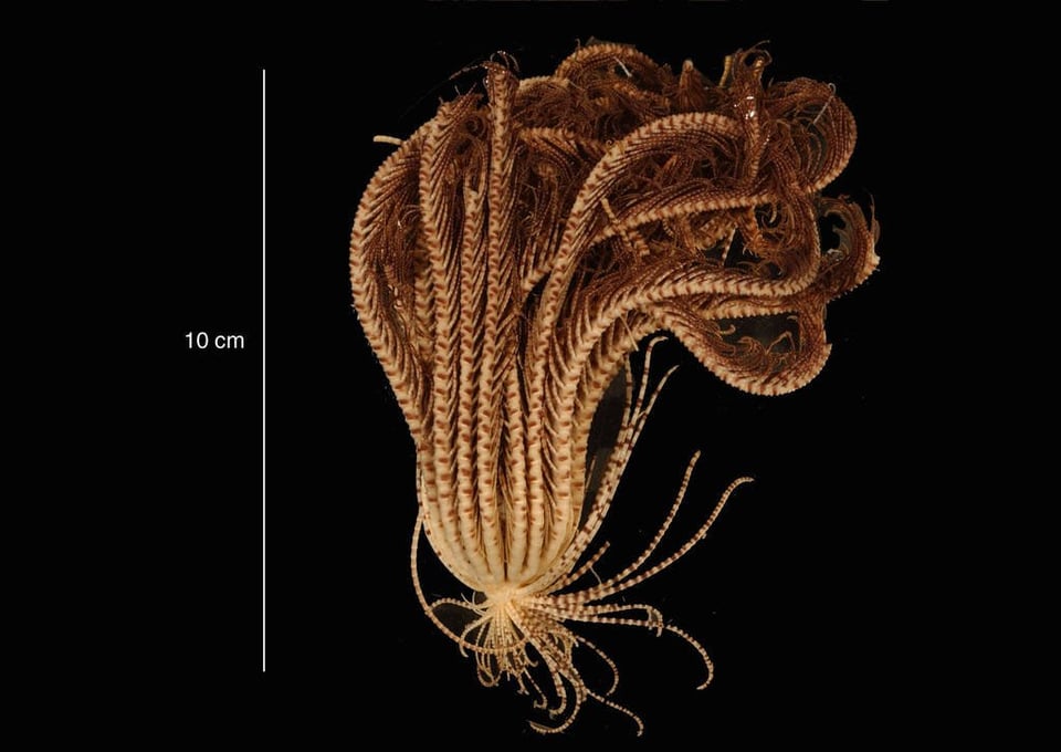 : At 1,170 meters below the ice of Antarctica, scientists have discovered a creature that appears to be pulled from another planet: a marine species with 20-arms, officially called Promachocrinus kerguelensis, also known as the “Antarctic Feather Star”.
