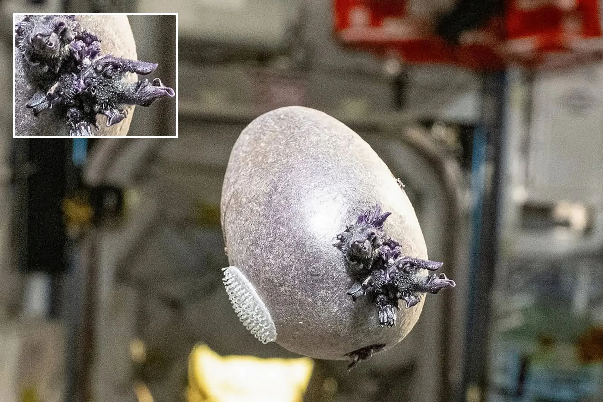 An image collage containing 2 images, Image 1 shows A potato with visible sprouts and a velcro patch, floating in a blurry interior of what appears to be a space station, Image 2 shows Illustration of a "space potato" floating in the ISS