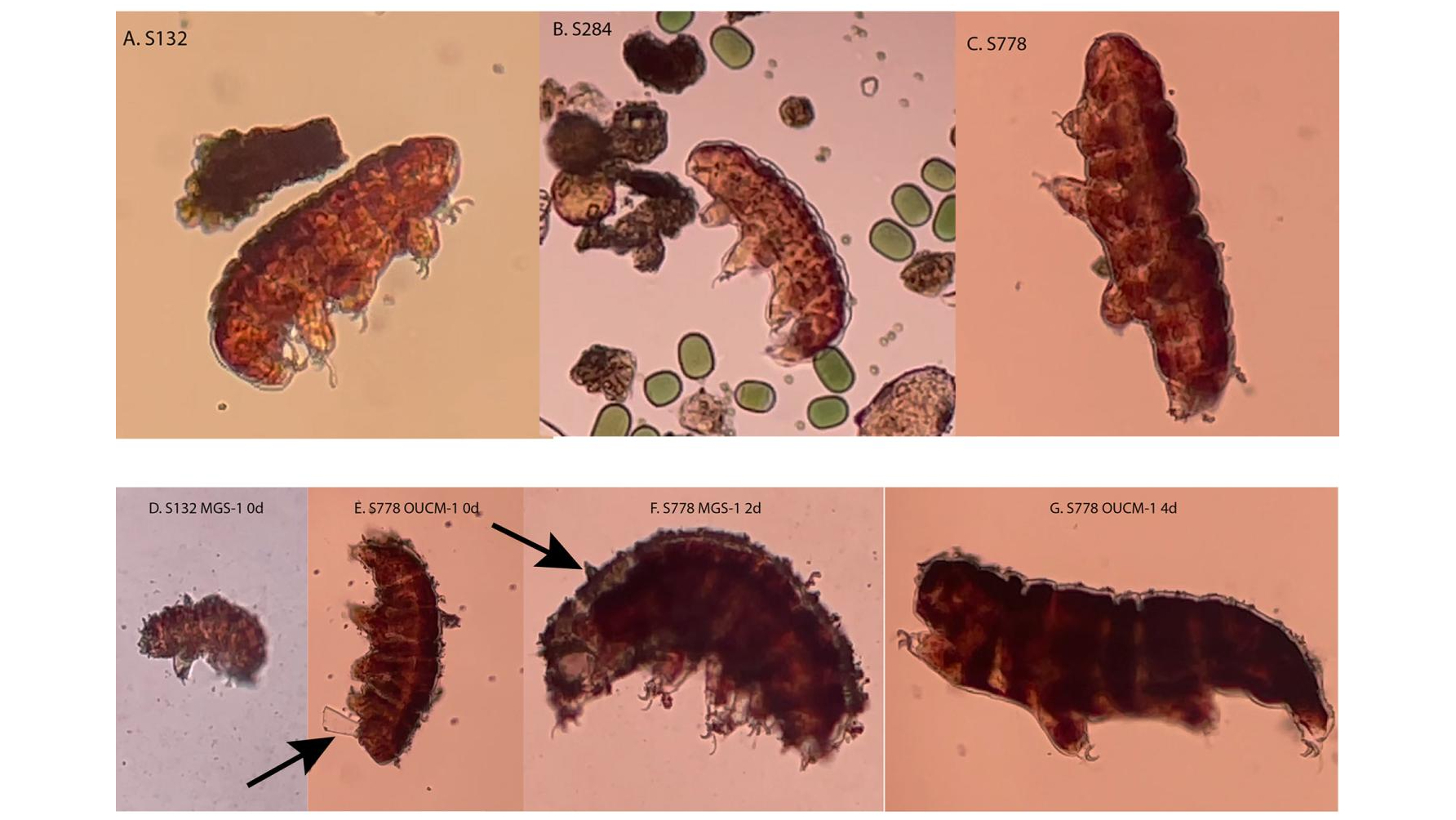 four seven photos of tardigrades, microscopic animals that look a bit like tiny bears