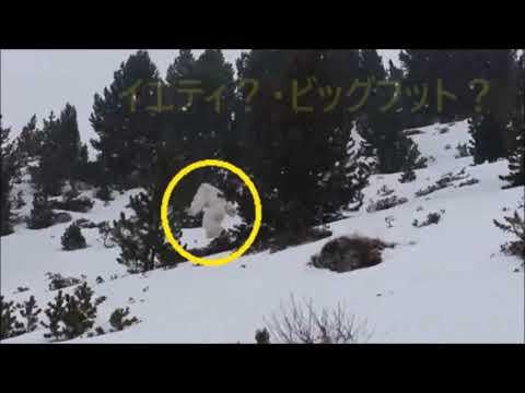 Albino Bigfoot in Canada?