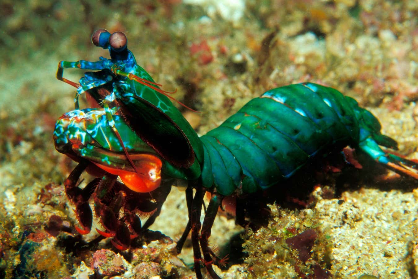 New Scientist. Science news and long reads from expert journalists, covering developments in science, technology, health and the environment on the website and the magazine.