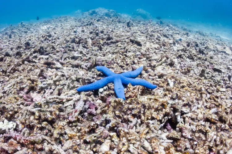 A single blue starfish on a dead coral reef. This reef was destroyed by a strong typhoon several years ago and has not regrown.