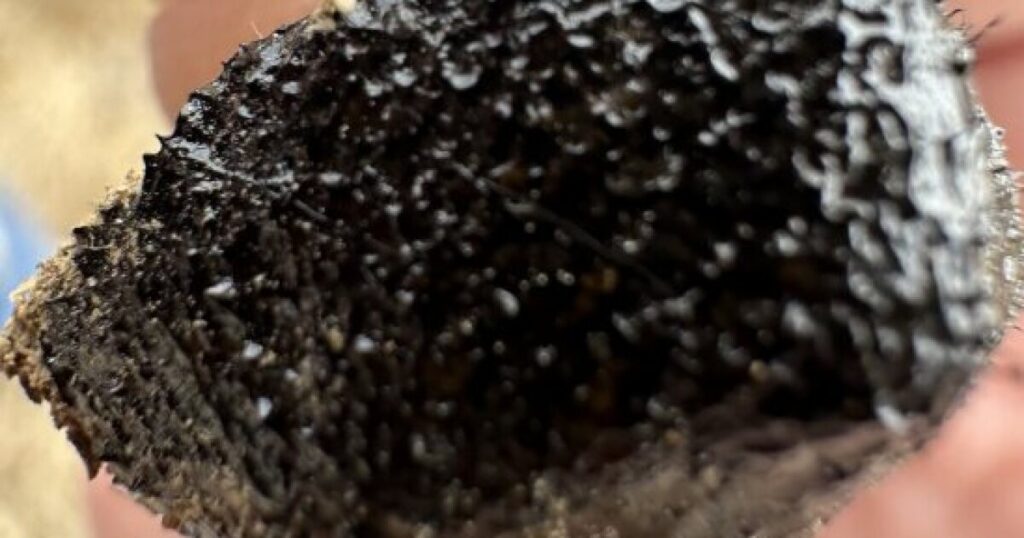 Meteorite hunters call Northeast Ohio's meteor historic